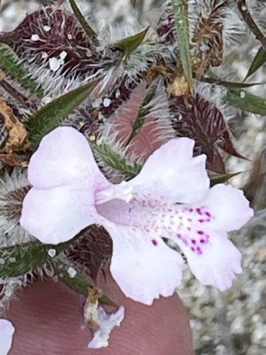 Hemiandra pungens, photograph 2