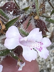 Hemiandra pungens, photograph (c) Rob Beattie, some rights reserved (CC BY)