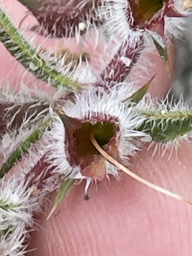 Hemiandra pungens, photograph 3