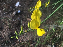 Spartium junceum