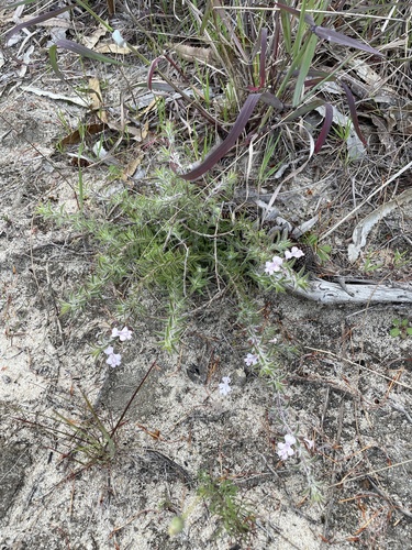 Hemiandra pungens, photograph 4