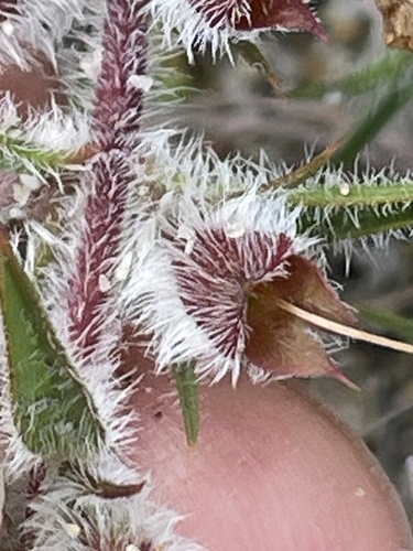 Hemiandra pungens, photograph 5