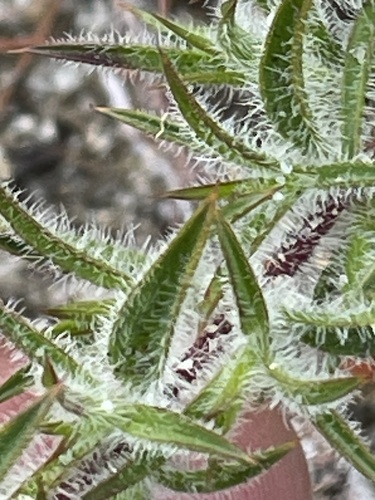 Hemiandra pungens, photograph 6
