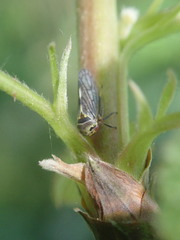 Oncopsis flavicollis