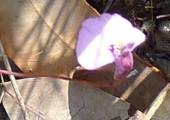 Utricularia uniflora