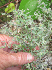 Euphorbia peplidion