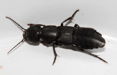 Ocypus curtipennis