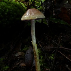 Cortinarius cucumeris