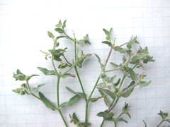 Euphorbia peplidion
