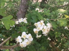 Crataegus monogyna