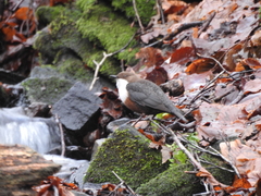 Cinclus cinclus gularis