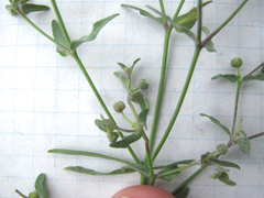 Euphorbia peplidion