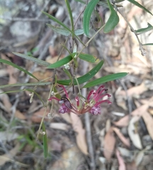 Grevillea diffusa constablei