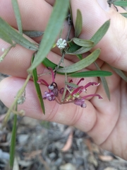 Grevillea diffusa constablei