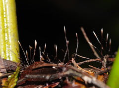 Xylaria filiformis