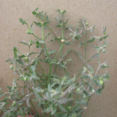 Euphorbia peplidion