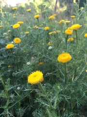 Anacyclus valentinus