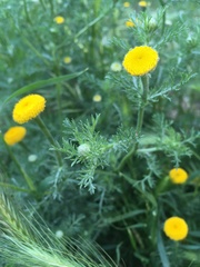 Anacyclus valentinus