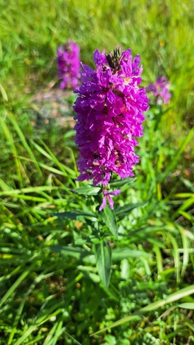 purple loosestrife