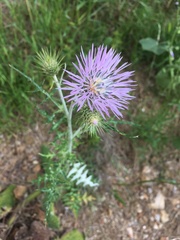 Galactites tomentosus