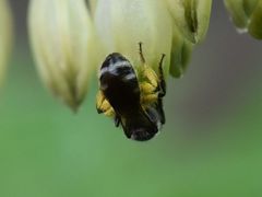 Lasioglossum sexnotatum