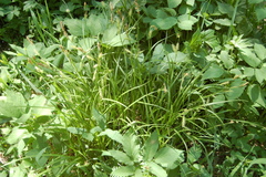 Carex arnellii