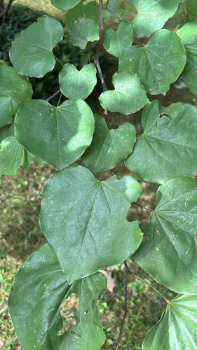 eastern redbud