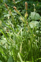 Carex arnellii