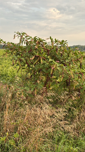 American pokeweed
