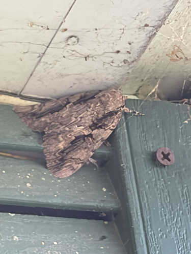 Sweetheart Underwing
