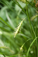 Carex arnellii