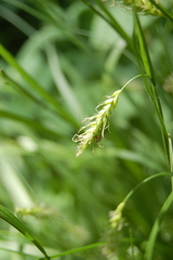 Carex arnellii