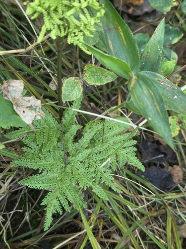 Cutleaf Grapefern