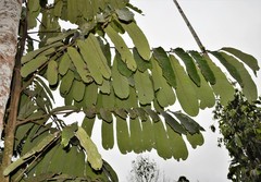 Nephelium