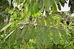 Nephelium