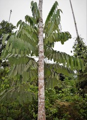Nephelium