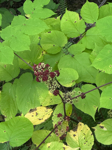 American spikenard