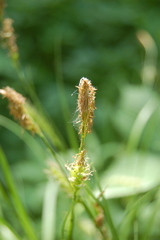 Carex arnellii