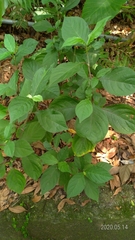 Achyranthes bidentata