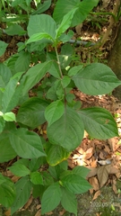 Achyranthes bidentata