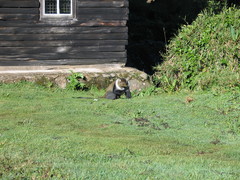 Cercopithecus mitis kolbi