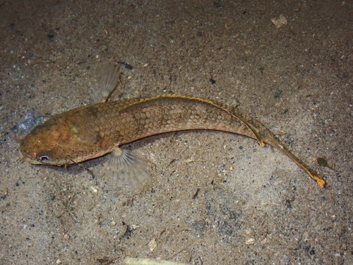Channa gachua