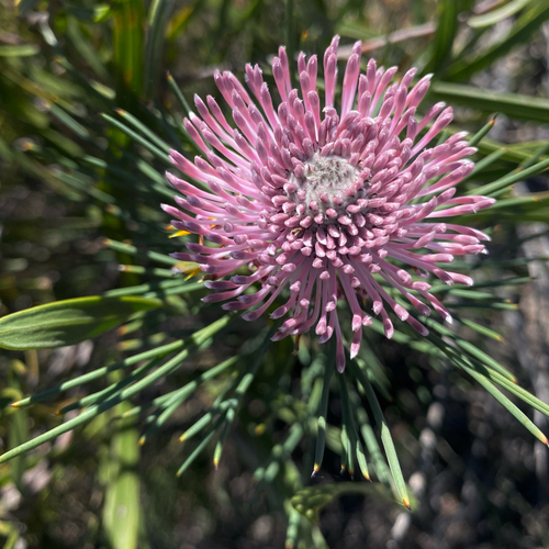 Spreading Coneflower