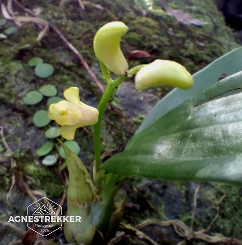 Eria scabrilinguis, photograph 4