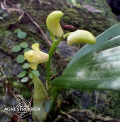 Eria scabrilinguis, photograph author not stated, no rights reserved