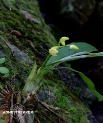 Eria scabrilinguis, photograph author not stated, no rights reserved
