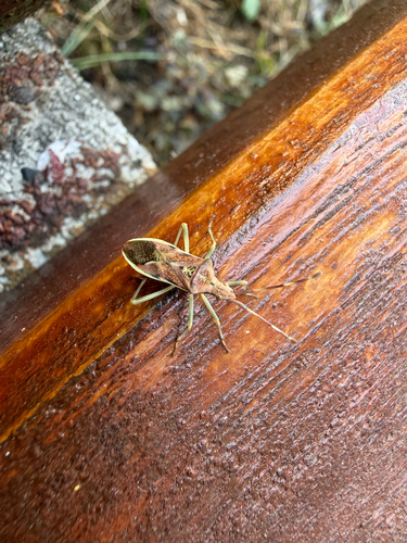 Gonocerus juniperi
