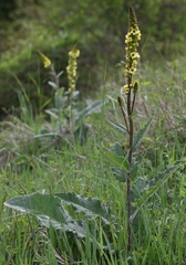 Verbascum alpinum