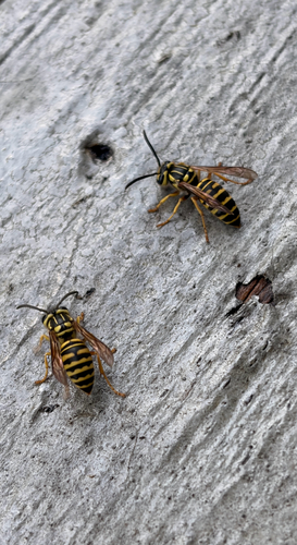 Southern Yellowjacket
