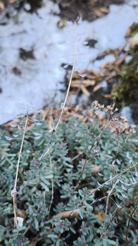 white stonecrop